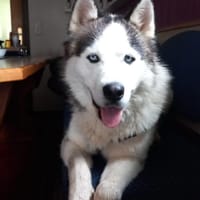 Venum ein junger toller Husky Rüde, Hund zur Adoption