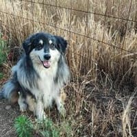 Ruhig, fit, menschenbezogen..., Hündin zur Adoption