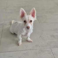Flower - zart wie eine Blume 🍀, Hündin zur Adoption