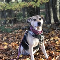 Ronja, eine Lady auf der Suche, Hündin zur Adoption