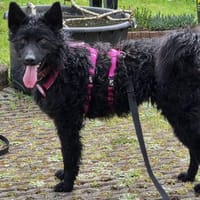 🐾 Winni sucht sein Zuhause 🐾, Hund zur Adoption