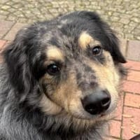 Sensibler Jungrüde ♥BALU♥ in 59174 Kamen, Hund zur Adoption
