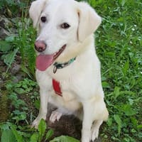 BREE  die flauschige Herzensbrecherin, Hündin zur Adoption