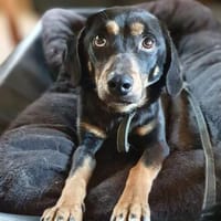 Nita - ist zurückhaltend, Hündin zur Adoption