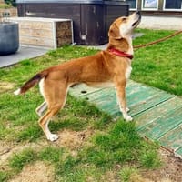 CHARLY - sportlich und freudig dabei, Hund zur Adoption
