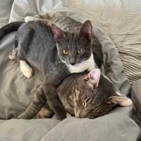 Grey und Murphy aus dem Tierschutz, Kater zur Adoption
