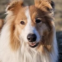 Marley, Hund zur Adoption