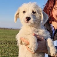 Piky, Hund zur Adoption