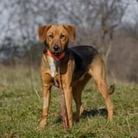 Elfy- freundlich & ausgeglichen, Hündin zur Adoption