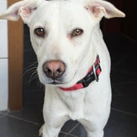Dobby, Hund zur Adoption