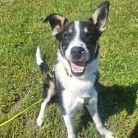 Lila - sucht ein für immer Zuhause, Hündin zur Adoption