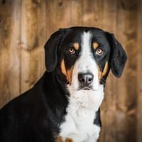 Anduin, Hund zur Adoption