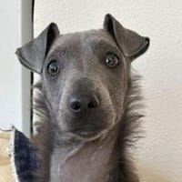 Kleine CONNiE, Hündin zur Adoption