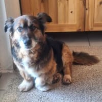 Jem  aus dem Kriegsgebiet gerettet, Hund zur Adoption