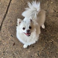 Hanami, Hündin zur Adoption