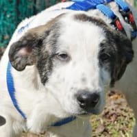 Cookie, neugierig, verspielt, offen, Hündin zur Adoption