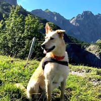 Tolle Ceci sucht ihr Für-immer-Zuhause, Hündin zur Adoption