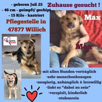 Max sucht ein schönes Zuhause, Hündin zur Adoption