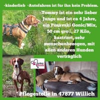 Tommy sucht seine Menschen, Hund zur Adoption