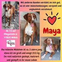 💕Maya 💕 sucht ihre Familie, Hündin zur Adoption