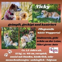 Vicky sucht ihr Für-Immer-Zuhause! 💖🐾, Hündin zur Adoption