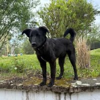 Oliver sucht sein Für-immer-Zuhause, Hund zur Adoption