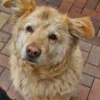 Benji, Hund zur Adoption