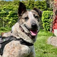 Zuhause für die schöne Velia gesucht, Hündin zur Adoption