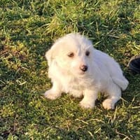 Blanca, Hündin zur Adoption