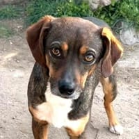 Unique-zurückhaltend und verspielt, Hündin zur Adoption