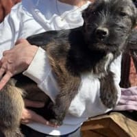 Wanda sucht ihr Glück, Hündin zur Adoption