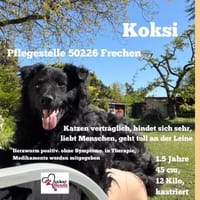 Koksi sucht seine Menschen🐾, Hund zur Adoption