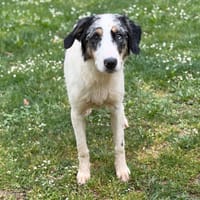Zuko CAA15248, chien à adopter
