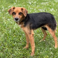 Oni CAA15247, chienne à adopter