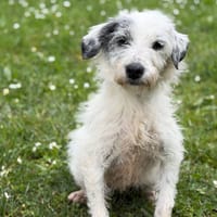 Radja CAA15242, chienne à adopter