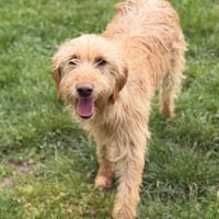 Harry CAA15237, chien à adopter