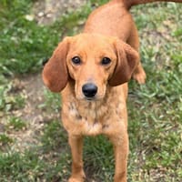 Sky CAA15236, chienne à adopter