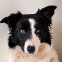 TUK, chienne à adopter