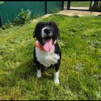 SIMBA, chienne à adopter