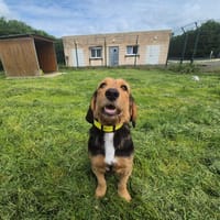 VIRGULE, chienne à adopter