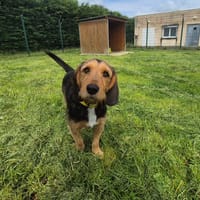 VIRGULE, chienne à adopter