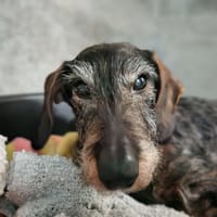 SAUCISSE, chien à adopter
