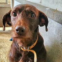 PALMA, chienne à adopter