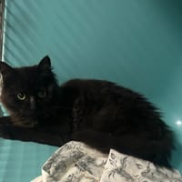 SATURNE, chatte à adopter