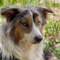 RO'A, chienne à adopter