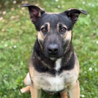Kenaï CAA15243, chien à adopter