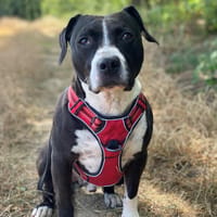 ODEON, chien à adopter