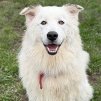 Everest CAA15250, chien à adopter