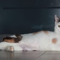 ALBA, chatte à adopter