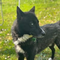VOLT, chien à adopter